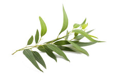 Carica l'immagine nel visualizzatore di Gallery, SAVON EUCALYPTUS
